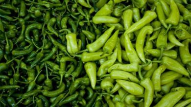 Photo of Green Chillies: పచ్చిమిర్చి లాభాలు తెలిస్తే షాక్‌ అవ్వాల్సిందే..