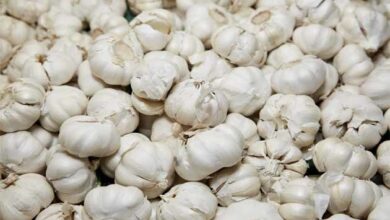 Photo of Garlic: ఒక్క వెల్లుల్లి.. అనేక లాభాలు
